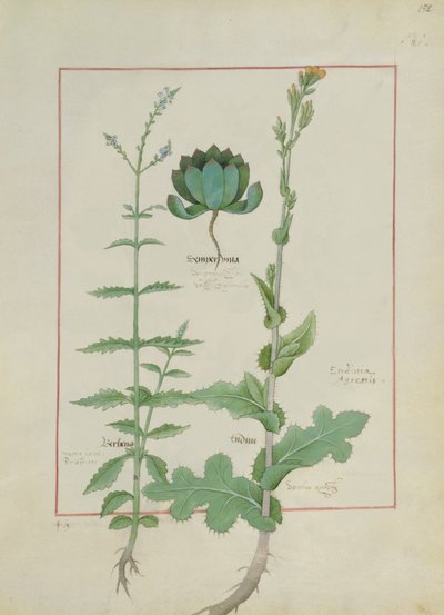 Illustrazione dal Libro delle Semplici Medicine di Mattheaus Platearius (m. c.1161) c.1470 da Robinet Testard